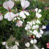 PELARGONIUM TIROL biely ist