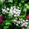 PELARGONIUM TIROL biely iat3