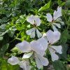 Pelargonium tirol tmavo biely kak