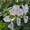 Pelargonium tirol tmavo biely kak1