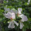 Pelargonium tirol tmavo biely kak2