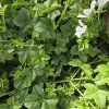 Pelargonium tirol tmavo biely kak3