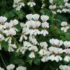 PELARGONIUM TIROL white ist1