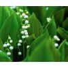 CONVALLARIA MAJALIS 'VARIEGATA' shut1