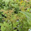 FILIPENDULA PURPUREA 'ELEGANS' kak2