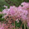 FILIPENDULA PURPUREA 'ELEGANS' IST1