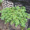 PILEA MICROPHYLLA ist1