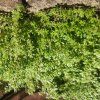 PILEA MICROPHYLLA ist