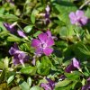 VINCA MINOR 'ATROPURPUREA'_istock