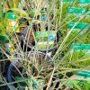 MISCANTHUS SINENSIS 'MORNING LIGHT' kak1
