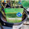 MISCANTHUS SINENSIS 'MORNING LIGHT' kak