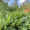 DRYOPTERIS FILIX MAS kak1