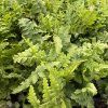DRYOPTERIS FILIX MAS kak2