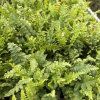 DRYOPTERIS FILIX MAS kak3