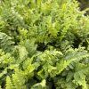 DRYOPTERIS FILIX MAS kak