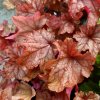 HEUCHERA 'PAPRIKA'_kak