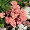 HEUCHERA 'PAPRIKA' ist2