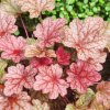HEUCHERA 'PAPRIKA'_istock