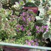 THYMUS PRAECOX 'CREEPING RED' kak3
