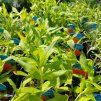 LYCHNIS CHALCEDONICA 'RED' kak2