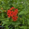 LYCHNIS CHALCEDONICA 'RED' kak3