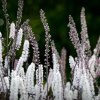 ACTAEA SIMPLEX 'BLACK NEGLIGEE' IST