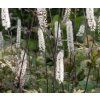 ACTAEA SIMPLEX 'BLACK NEGLIGEE shut