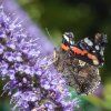 AGASTACHE 'BLACK ADDER' (AGASTACHE)_istock1
