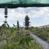 AGASTACHE 'BLACK ADDER' (AGASTACHE)_kak2