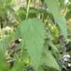 AGASTACHE 'BLACK ADDER' (AGASTACHE)_kak3