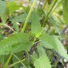 AGASTACHE 'BLACK ADDER' (AGASTACHE)_kak4