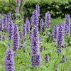 AGASTACHE 'BLACK ADDER' (AGASTACHE)_istock