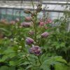 DELPHINIUM CULTORUM 'ASTOLAT' kak