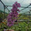 DELPHINIUM CULTORUM 'ASTOLAT' kak1