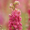 DELPHINIUM CULTORUM 'ASTOLAT' shutt