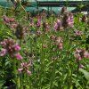 VERONICA SPICATA 'CHRISTA' kak1