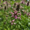 VERONICA SPICATA 'CHRISTA' kak2