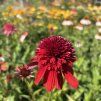 ECHINACEA 'ECCENTRIC' kak11