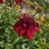 ECHINACEA 'ECCENTRIC' kak4