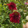 ECHINACEA 'ECCENTRIC' kak5