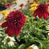 ECHINACEA 'ECCENTRIC' kak6