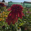 ECHINACEA 'ECCENTRIC' kak7