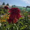 ECHINACEA 'ECCENTRIC' kak8