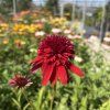 ECHINACEA 'ECCENTRIC' kak10