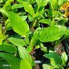 ECHINACEA 'ECCENTRIC' kak1