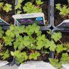 GERANIUM HIMALAYENSE 'JOHNSON'S BLUE' (PAKOST) kak 1