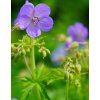 GERANIUM HIMALAYENSE 'JOHNSON'S BLUE' Shutt