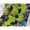 GERANIUM HIMALAYENSE 'JOHNSON'S BLUE' (PAKOST) kak2