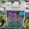 GERANIUM HIMALAYENSE 'JOHNSON'S BLUE' (PAKOST) kak