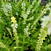 SALVIA NEMOROSA 'SYNCHRO WHITE'_kak
